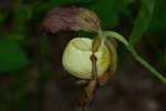 Kentuckey lady's slipper